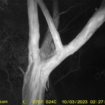 Petaurus norfolcensis (Squirrel Glider) at Monitoring Site 120 - Road - 2 Oct 2023 by DMeco