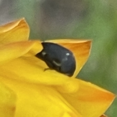 Mordella sp. (genus) (Pintail or tumbling flower beetle) at Mugga Mugga NR (MUG) - 27 Nov 2023 by JamonSmallgoods