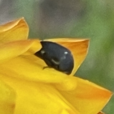 Mordella sp. (genus) (Pintail or tumbling flower beetle) at Mugga Mugga NR (MUG) - 28 Nov 2023 by JamonSmallgoods