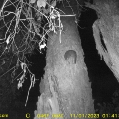 Pseudocheirus peregrinus (Common Ringtail Possum) at Monitoring Site 120 - Road - 31 Oct 2023 by DMeco