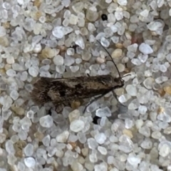 Unverified Concealer moth (Oecophoridae) at Nadgee, NSW - 15 Nov 2023 by Pirom