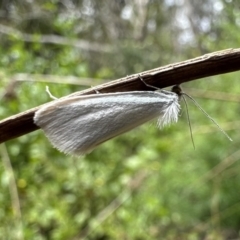 Tipanaea patulella (A Crambid moth) at Nadgee Nature Reserve - 16 Nov 2023 by Pirom