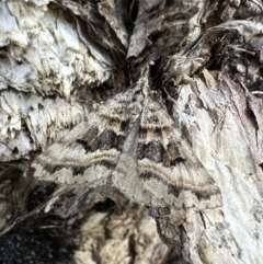 Dichromodes longidens (Toothed Heath Moth) at Nadgee Nature Reserve - 19 Nov 2023 by Pirom