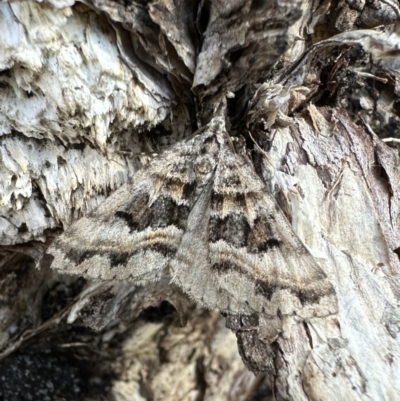 Dichromodes longidens (Toothed Heath Moth) at Nadgee Nature Reserve - 18 Nov 2023 by Pirom