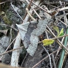 Dichromodes molybdaria at Nadgee Nature Reserve - 20 Nov 2023 by Pirom