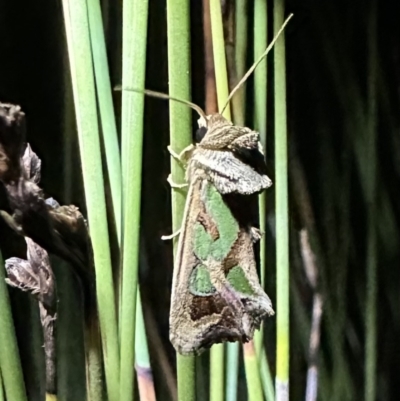 Cosmodes elegans (Green Blotched Moth) at Nadgee Nature Reserve - 18 Nov 2023 by Pirom