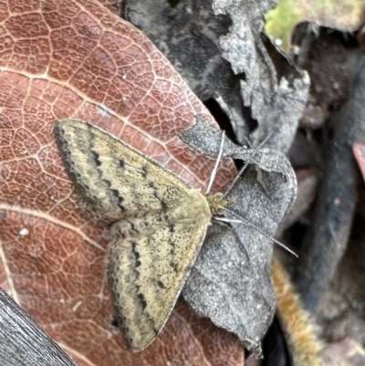 Scopula rubraria (Reddish Wave, Plantain Moth) at Nadgee Nature Reserve - 21 Nov 2023 by Pirom