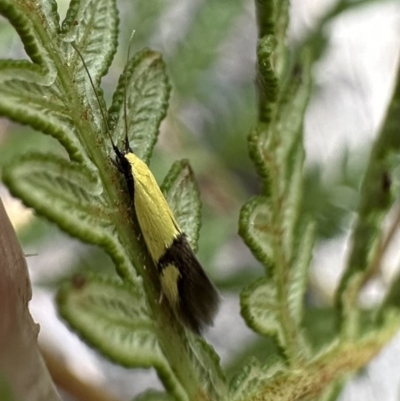 Opogona stereodyta (Tineid moth) at Nadgee Nature Reserve - 19 Nov 2023 by Pirom