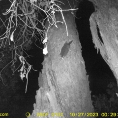 Trichosurus vulpecula (Common Brushtail Possum) at Monitoring Site 120 - Road - 26 Oct 2023 by DMeco