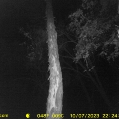 Petaurus norfolcensis (Squirrel Glider) at Monitoring Site 123 - Revegetation - 7 Oct 2023 by DMeco