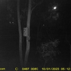 Petaurus norfolcensis (Squirrel Glider) at Monitoring Site 124 - Road - 30 Sep 2023 by DMeco