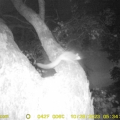 Petaurus norfolcensis (Squirrel Glider) at Monitoring Site 125 - Road - 27 Oct 2023 by DMeco