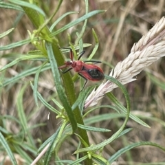 Gminatus australis (Orange assassin bug) at Mugga Mugga NR (MUG) - 27 Nov 2023 by JamonSmallgoods