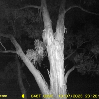Petaurus norfolcensis (Squirrel Glider) at Monitoring Site 138 - Remnant - 7 Oct 2023 by DMeco