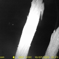 Petaurus norfolcensis (Squirrel Glider) at Monitoring Site 146 - Revegetation - 7 Oct 2023 by DMeco