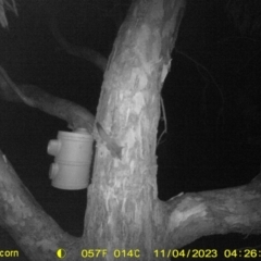 Petaurus norfolcensis (Squirrel Glider) at Monitoring Site 150 - Riparian - 3 Nov 2023 by DMeco