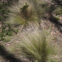 Nassella trichotoma (Serrated Tussock) at The Pinnacle - 29 Oct 2023 by pinnaCLE