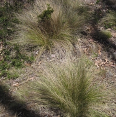 Nassella trichotoma (Serrated Tussock) at The Pinnacle - 29 Oct 2023 by pinnaCLE