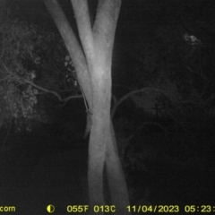 Petaurus norfolcensis (Squirrel Glider) at Monitoring Site 152 - Remnant - 3 Nov 2023 by DMeco