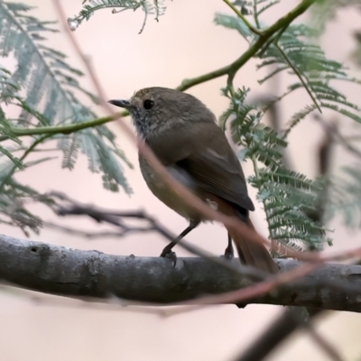 Acanthiza pusilla (Brown Thornbill) at QPRC LGA - 28 Nov 2023 by jb2602