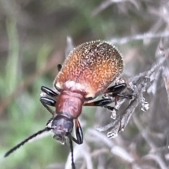 Ecnolagria grandis (Honeybrown beetle) at Mugga Mugga NR (MUG) - 27 Nov 2023 by JamonSmallgoods