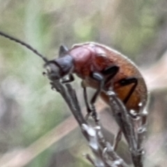 Ecnolagria grandis at Mugga Mugga NR (MUG) - 28 Nov 2023 08:14 AM