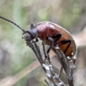 Ecnolagria grandis at Mugga Mugga NR (MUG) - 28 Nov 2023 08:14 AM