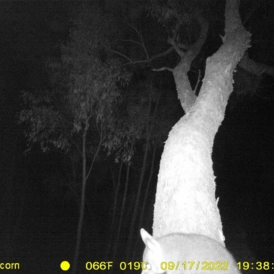 Trichosurus vulpecula (Common Brushtail Possum) at Wodonga - 17 Sep 2023 by DMeco