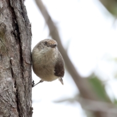 Acanthiza reguloides (Buff-rumped Thornbill) at QPRC LGA - 28 Nov 2023 by jb2602