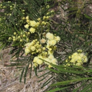 Acacia mearnsii at The Pinnacle - 29 Oct 2023 12:46 PM