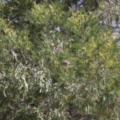 Acacia mearnsii at The Pinnacle - 29 Oct 2023 12:46 PM