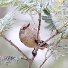 Acanthiza reguloides (Buff-rumped Thornbill) at Bywong, NSW - 27 Nov 2023 by jb2602