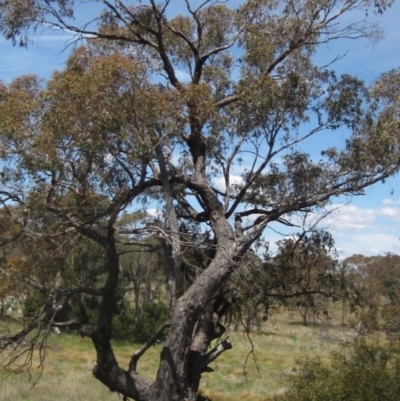 Eucalyptus bridgesiana (Apple Box) at The Pinnacle - 29 Oct 2023 by pinnaCLE