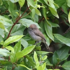 Acanthiza pusilla (Brown Thornbill) at QPRC LGA - 28 Nov 2023 by jb2602