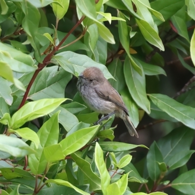 Acanthiza pusilla (Brown Thornbill) at Bywong, NSW - 28 Nov 2023 by jb2602