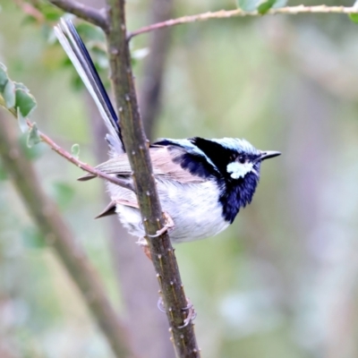 Malurus cyaneus (Superb Fairywren) at QPRC LGA - 28 Nov 2023 by jb2602