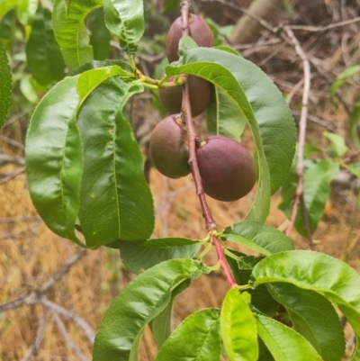 Prunus persica (Peach, Nectarine) at Lake Burley Griffin West - 29 Nov 2023 by CReneeM