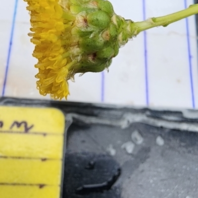 Rutidosis leptorhynchoides (Button Wrinklewort) at Red Hill Nature Reserve - 29 Nov 2023 by Steve818