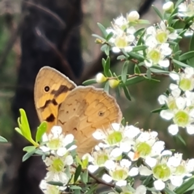 Heteronympha merope (Common Brown Butterfly) at Isaacs Ridge and Nearby - 29 Nov 2023 by Mike