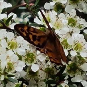 Heteronympha merope at Isaacs Ridge and Nearby - 29 Nov 2023