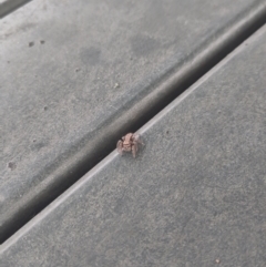 Servaea incana (Hoary Servaea) at Lake Burley Griffin West - 29 Nov 2023 by CReneeM