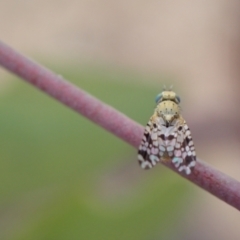 Austrotephritis sp. (genus) (Fruit fly or Seed fly) at Murrumbateman, NSW - 25 Nov 2023 by SimoneC