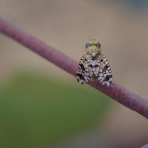 Austrotephritis sp. (genus) at Murrumbateman, NSW - 25 Nov 2023