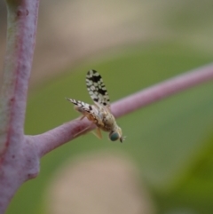 Austrotephritis sp. (genus) at Murrumbateman, NSW - 25 Nov 2023