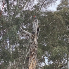 Callocephalon fimbriatum (Gang-gang Cockatoo) at Curtin, ACT - 29 Nov 2023 by anniem