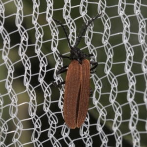 Porrostoma rhipidium at Higgins, ACT - 24 Nov 2023 03:17 PM