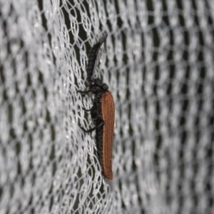 Porrostoma rhipidium at Higgins, ACT - 24 Nov 2023