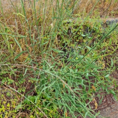 Chondrilla juncea (Skeleton Weed) at Isaacs Ridge and Nearby - 29 Nov 2023 by Mike