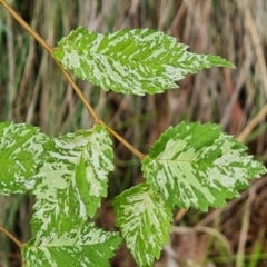 Ulmus procera (English Elm) at Isaacs Ridge - 29 Nov 2023 by Mike