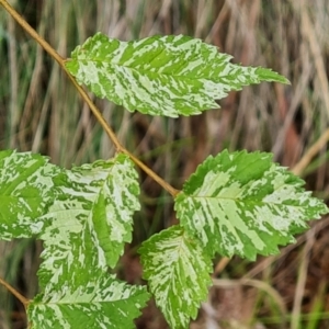 Ulmus procera at Isaacs Ridge - 29 Nov 2023 06:16 PM